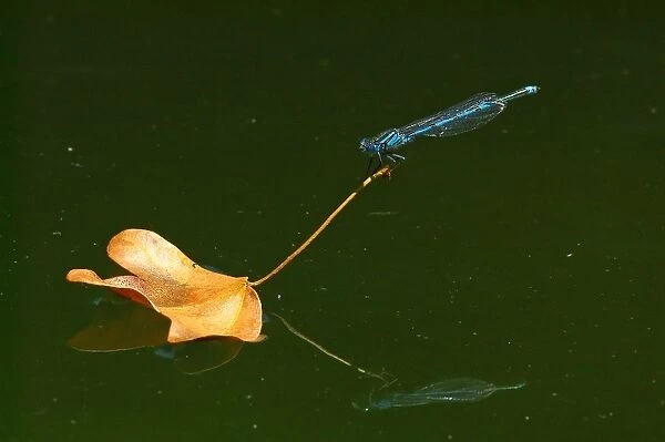 Dragonfly. Coenagrion Puella