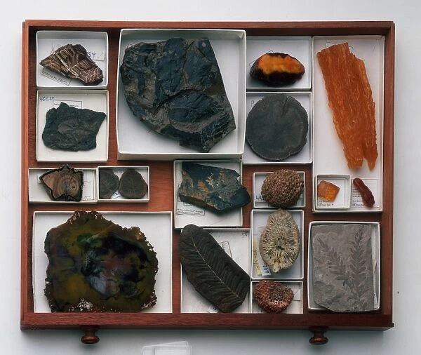 Drawer of Fossils