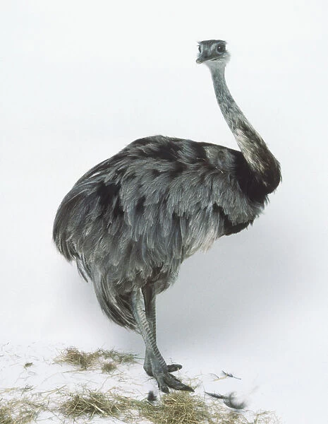 Dromaius novaehollandiae, Emu, facing forward