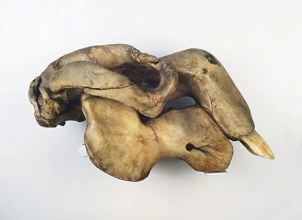 Dugong skull