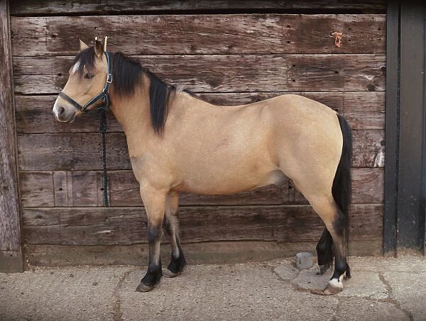 Dun pony, with light and dark brown fur, side view