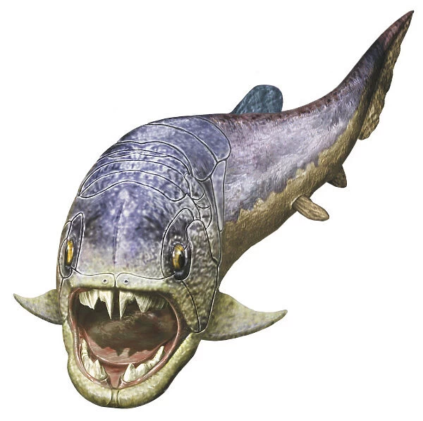 Dunkleosteus, prehistoric fish, front view