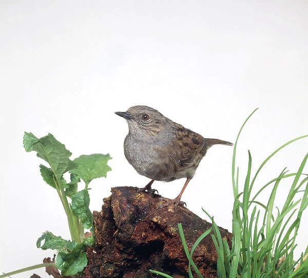 Dunnock or Hedge sparrow (Prunella modularis) perching on decayed tree trunk surrounded by greenery