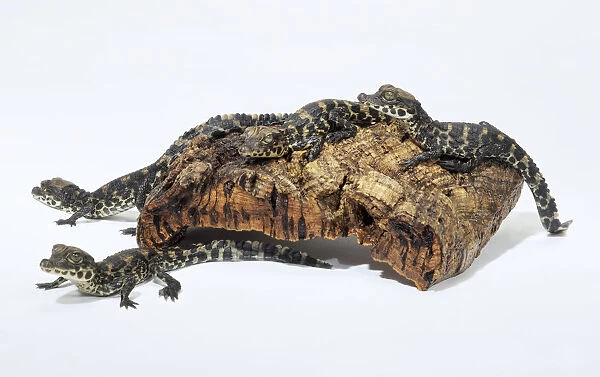 Dwarf crocodile (Osteolaemus tetraspis), group of small crocodiles climbing over a piece of wood