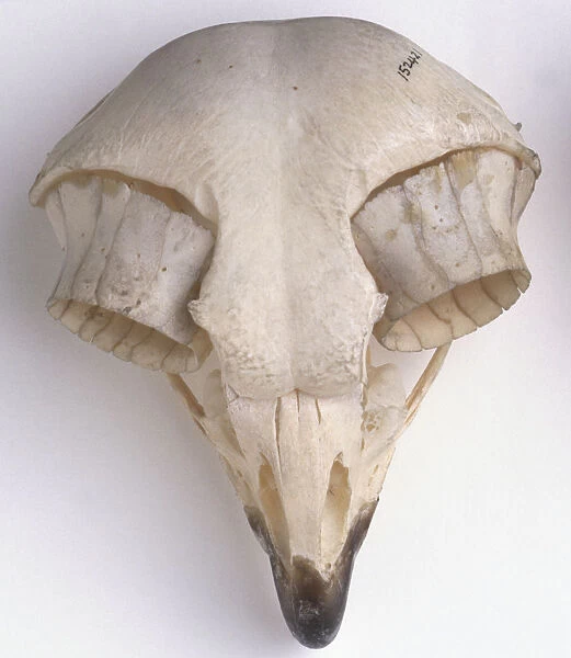 Eagle owl skull