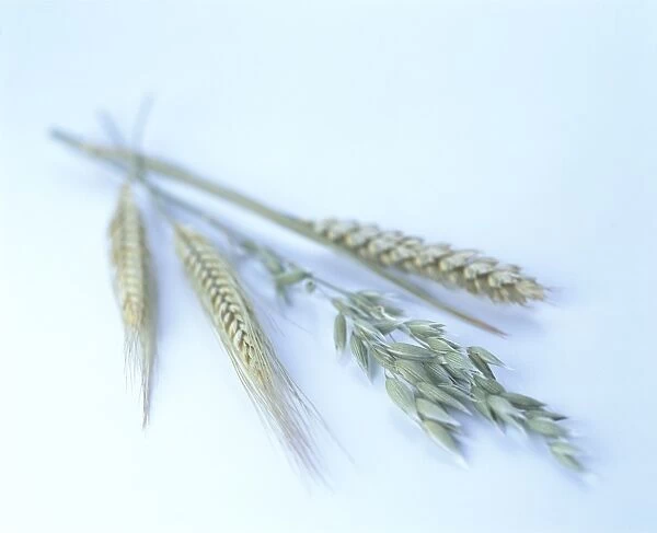 Ears of wheat, barley and oat, close-up