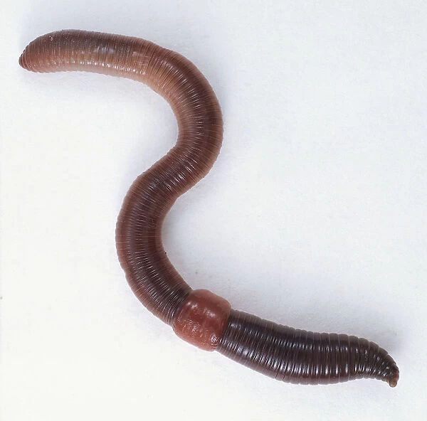 An earthworm in ans shape