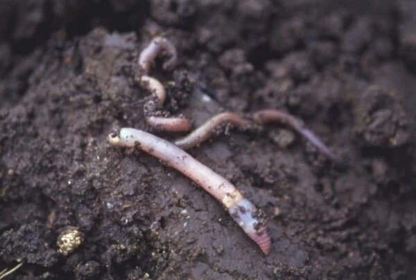 Earthworms (Annelida) in soil, close up