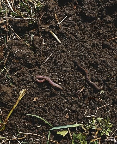 Earthworms (Lumbricus terrestris) beneficial to soil, close-up