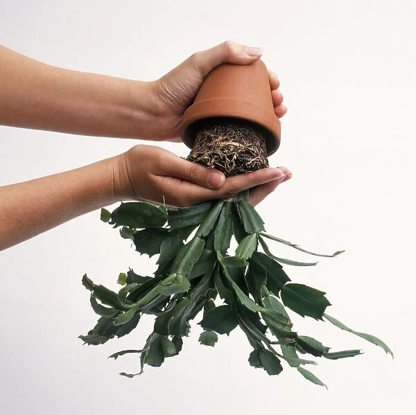 Easing Schlumbergera Frida cactus plant out of pot, close-up