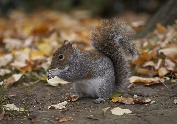 Eastern grey squirrel (sciurus carolinensis) perching on the ground surrounded by leaves