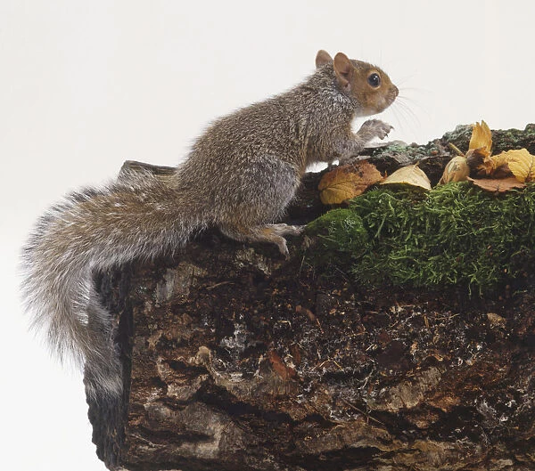 Eastern Grey Squirrel (Sciurus carolinensis) perched on log, side view