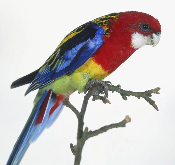 Eastern Rosella (Platycercus Eximius) perching on a branch, side view