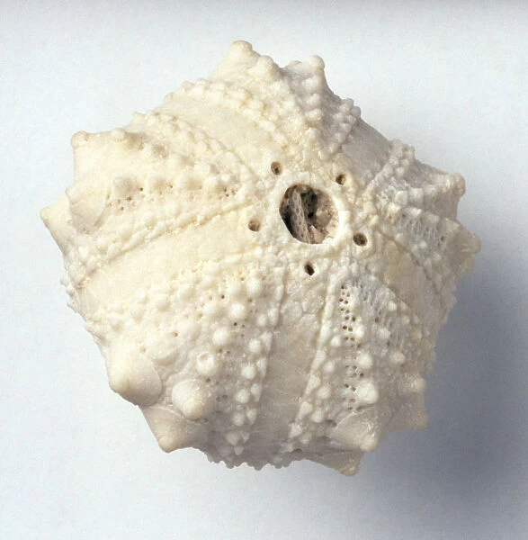 Echinoids - Coleopleurus: A fossilised sea urchin, Coleopleurus paucituberculatus (Gregory), which lived in shallow water on hard and rocky substrates