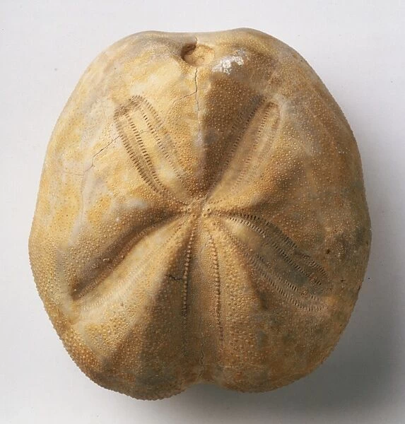 Echinoids - Hemiaster: Fossilised test of a heart urchin, Hemiaster batnensis Coquand, which lives deep in the mud on which it feeds, channeling it into its mouth by its anterior notch