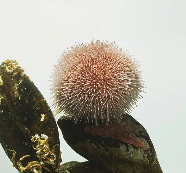 Echinus esculentus, Common Sea Urchin