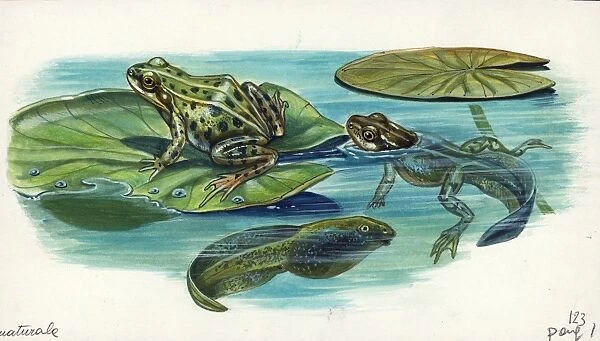Edible frog Rana esculenta or Pelophylax esculentus with its tadpoles, illustration