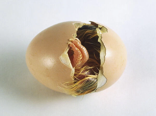 Egg (Gallus gallus) on side with chick hatching out