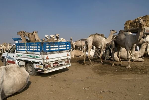 Egypt, Cairo, Birqash Camel Market, camels loaded onto truck and out in the open