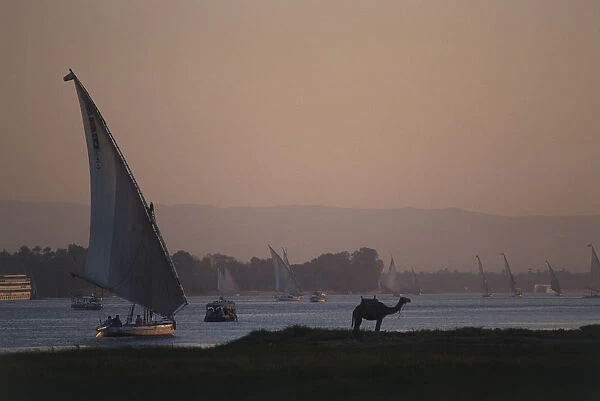 Egypt, Luxor, felucca boats on the River Nile and a single camel on the shore at sunset