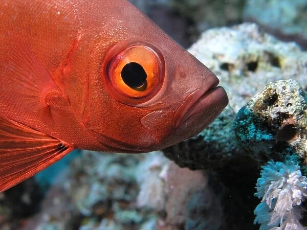 Egypt, Red Sea, a red Bigeye fish (Priacanthus arenatus) underwater, close-up