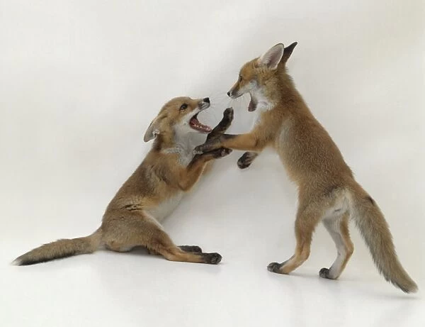 Two eight-week-old Red Fox (Vulpes vulpes) cubs play fighting