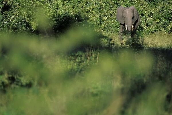 elefante, zambia