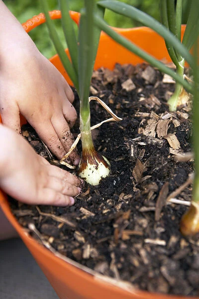 Elementary age girl pulling back soil around swollen onion bulbs