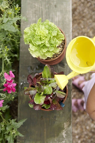 Elementary age girl watering lettuce plant with small yellow plastic watering can