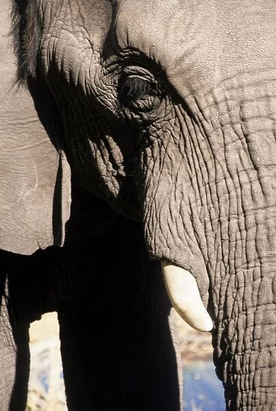 Elephant. Botswana. Africa