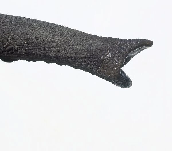 Elephant (Elephantidae), trunk, close-up