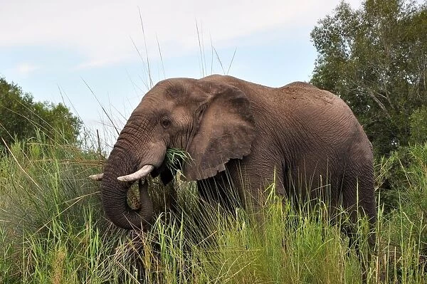 Elephant. Victoria Falls. Zimbabwe