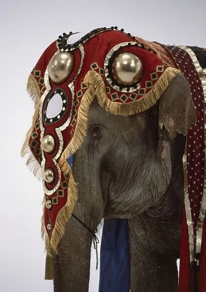 Elephant wearing ornate headdress, profile