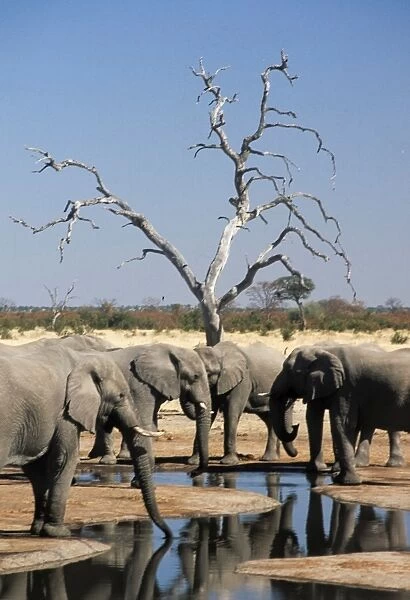 Elephants. Botswana. Africa