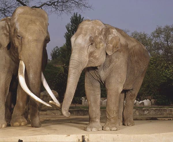 Elephas maximus, asian elephant, indian cow elephant, eight years old bull with unusally large tusks to her left