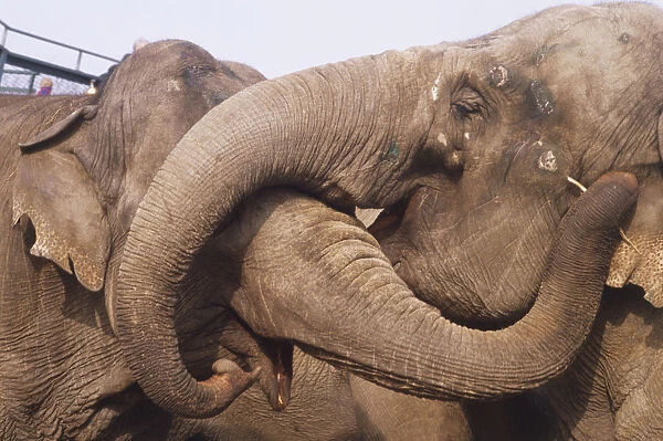 Elephas maximus, two asian elephants interacting with their trunks entwined