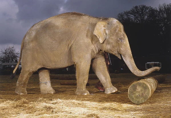 Elephas maximus, elephant, side view of adult pushing a log with its trunk