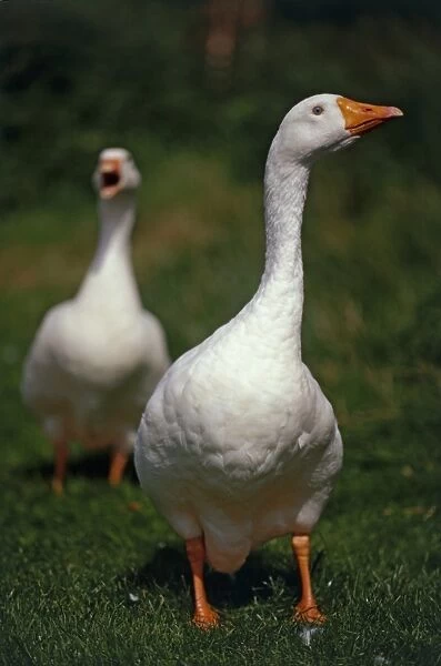 Two Embden Geese (Anser anser domesticus) standing on grass