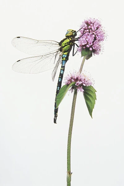 Emperor dragonfly (Anax imperator) on purple flower head, side view