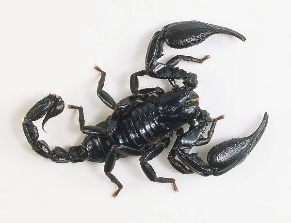 Emperor Scorpion (Pandinus imperator), view from above