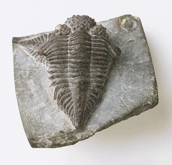 Encrinurus sp. Trilobite, fossil in light grey limestone