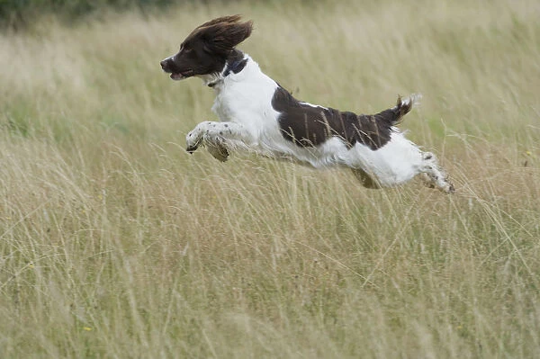 Energetic Springer Spaniel running across field