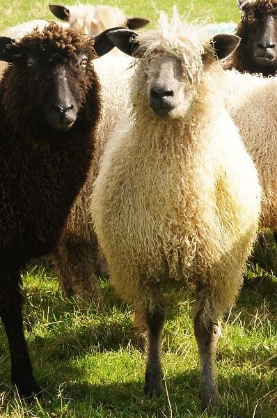 England, devon, black and white wensleydale sheep on farm