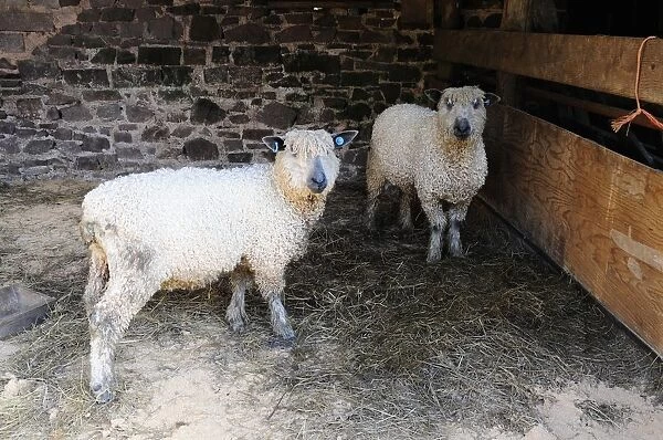 England, devon, two wensleydale sheep in barn