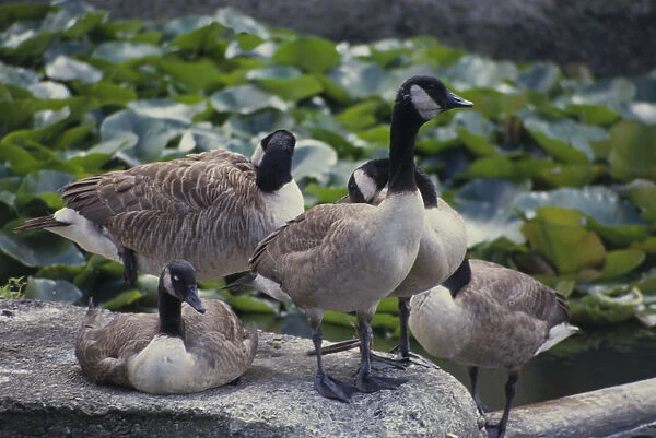 England, London, Westminster, St Jamess Park, Canada Goose (Branta canadensis) on rock at edge of lake in park
