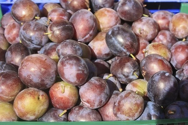 England, Sussex, Wadhurst, fresh plums on stall
