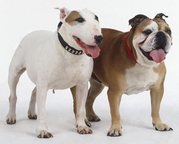 English Bull Terrier and English Bulldog (Canis familiaris) standing side by side, both on a leash with their tongue hanging out