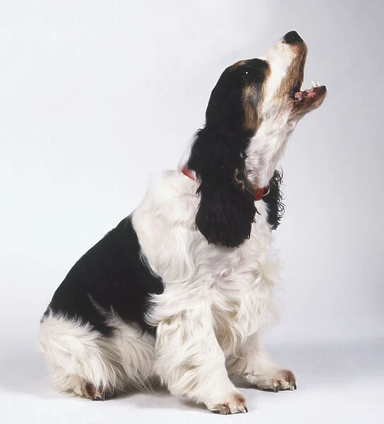 English Cocker Spaniel (Canis familiaris) sitting and raising its head to bark, side view