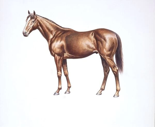 English thoroughbred (Equus caballus), illustration