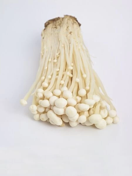Enoki Mushrooms on white background